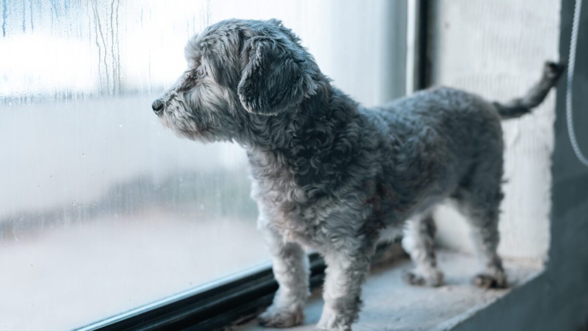 Penészesedés az ablak körül? A probléma gyökere és a tartós megoldás